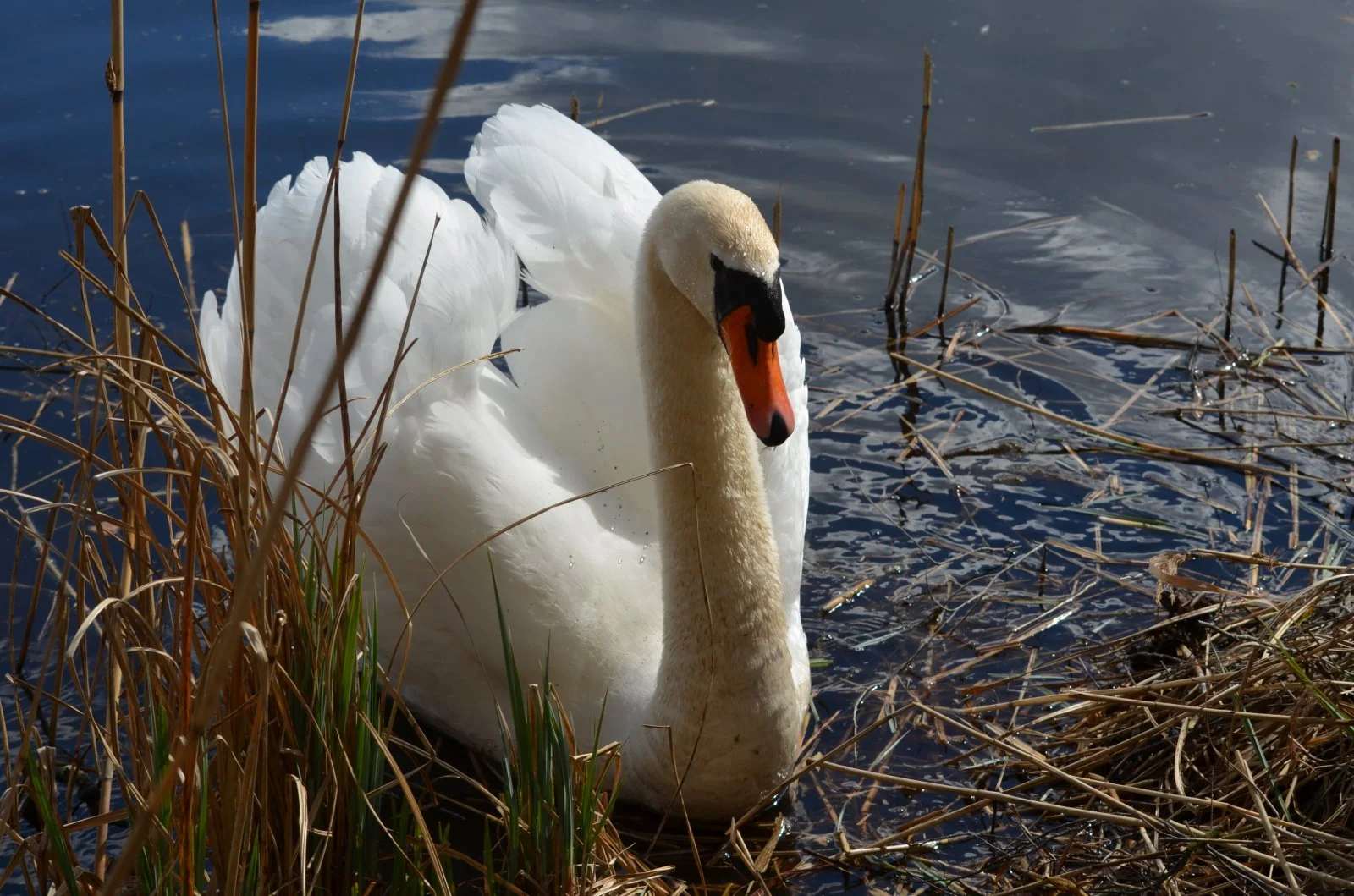 DSC_0110.JPG