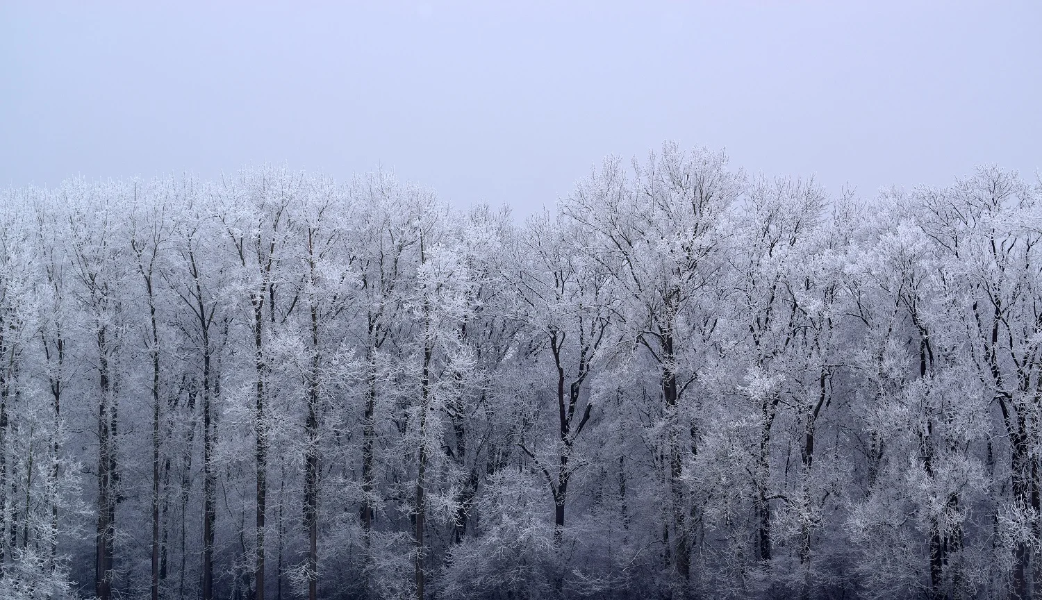 dsc_06487kxqc.jpg
