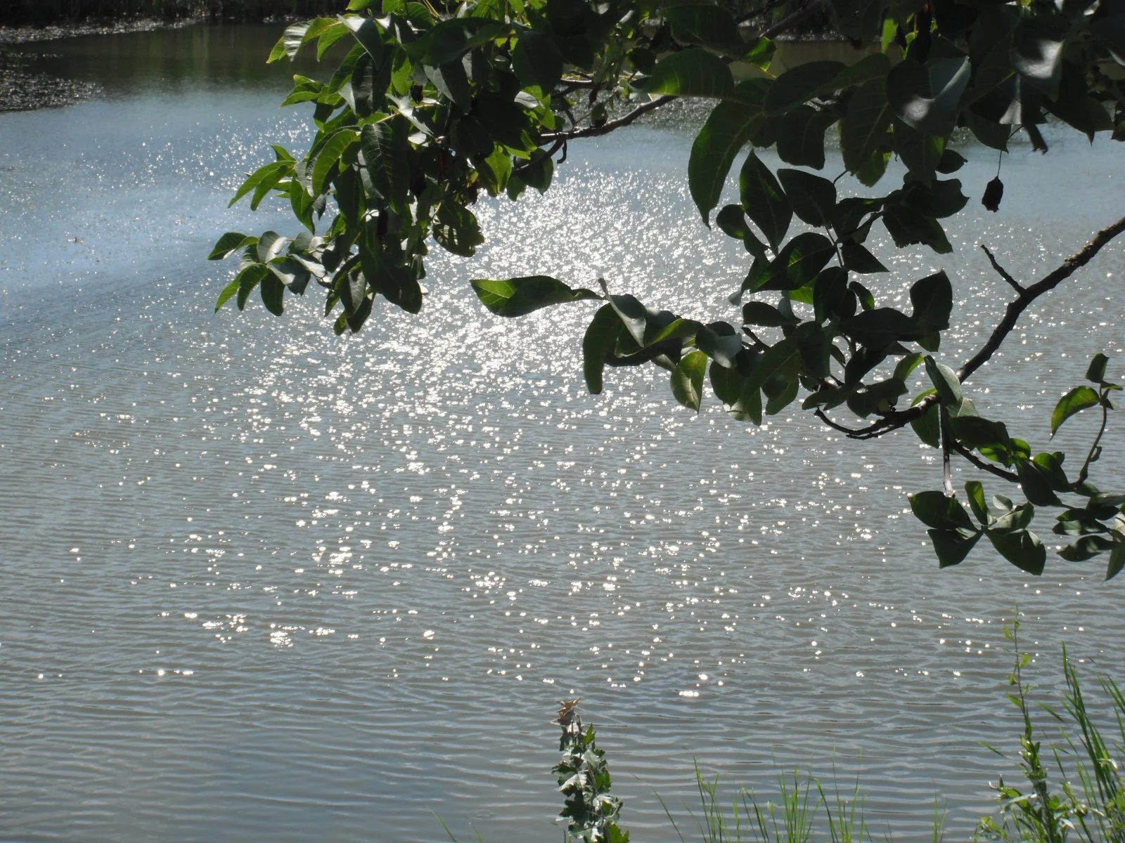 DSCF0087.JPG