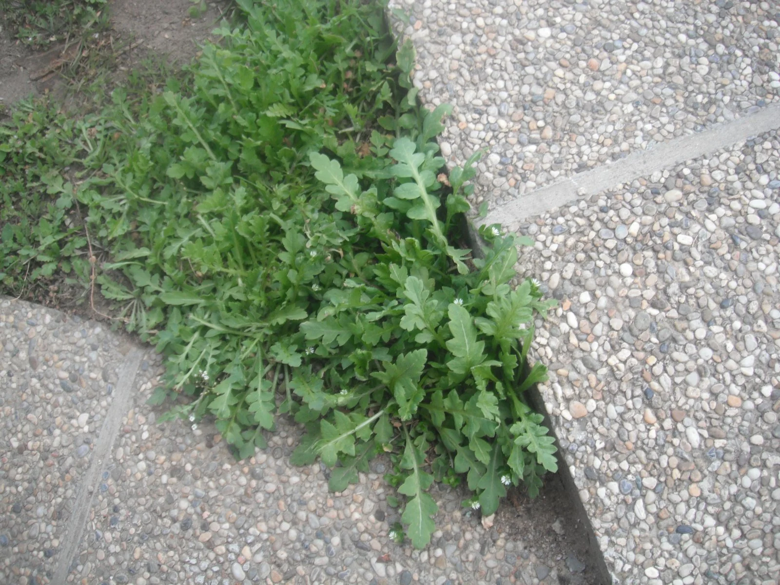 DSCF0719.JPG