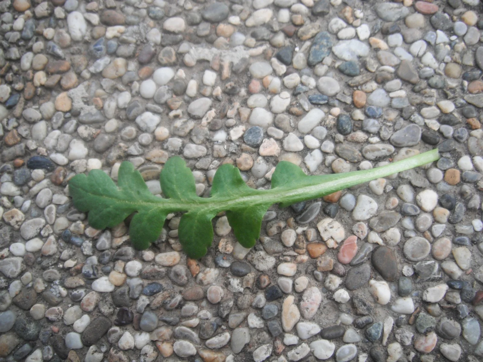 DSCF0723.JPG