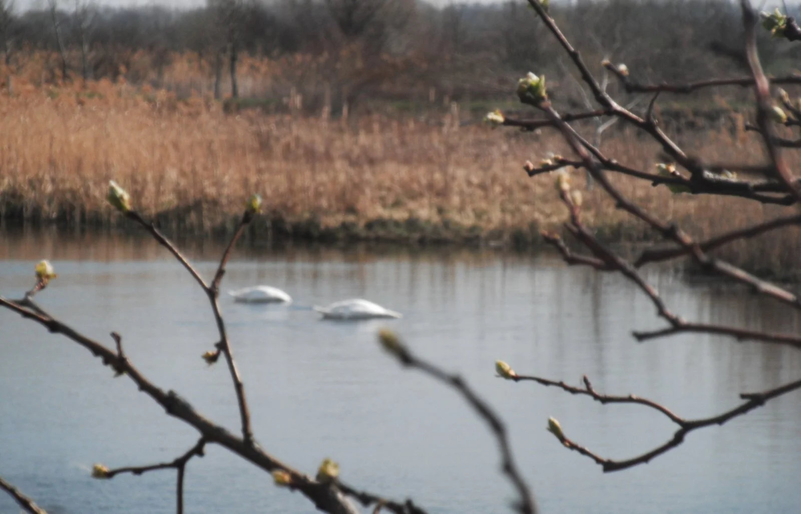 DSCF0729.JPG