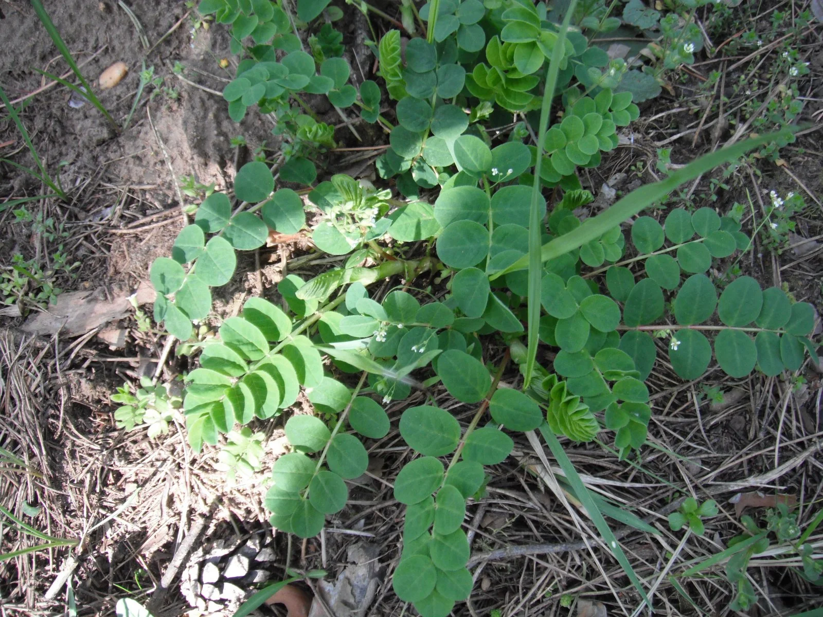 DSCF0778.JPG