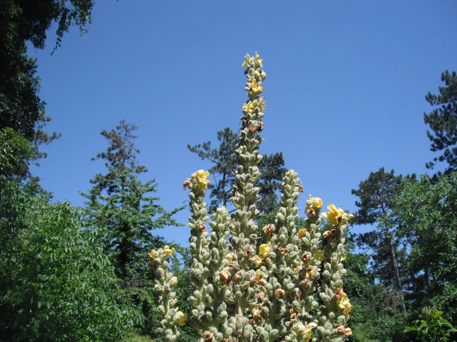 DSCF7346.JPG