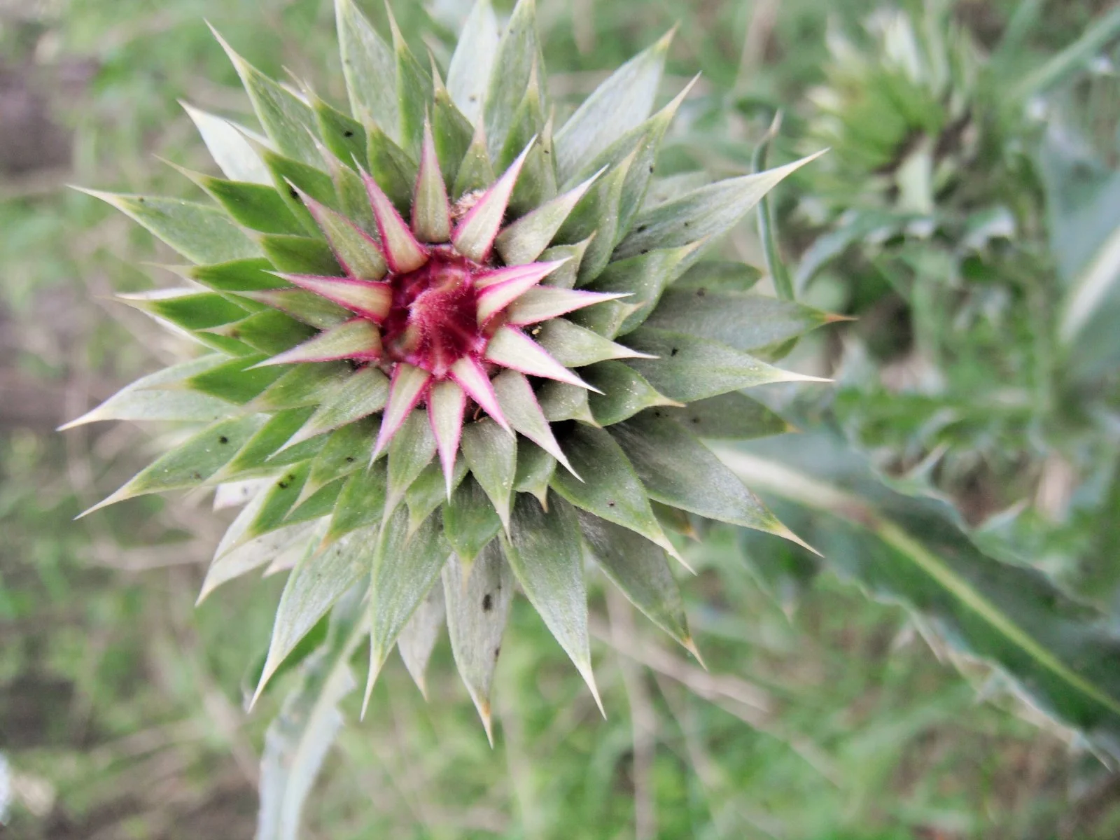 DSCF9663.JPG