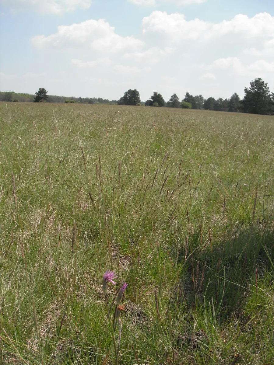 DSCF9679.JPG