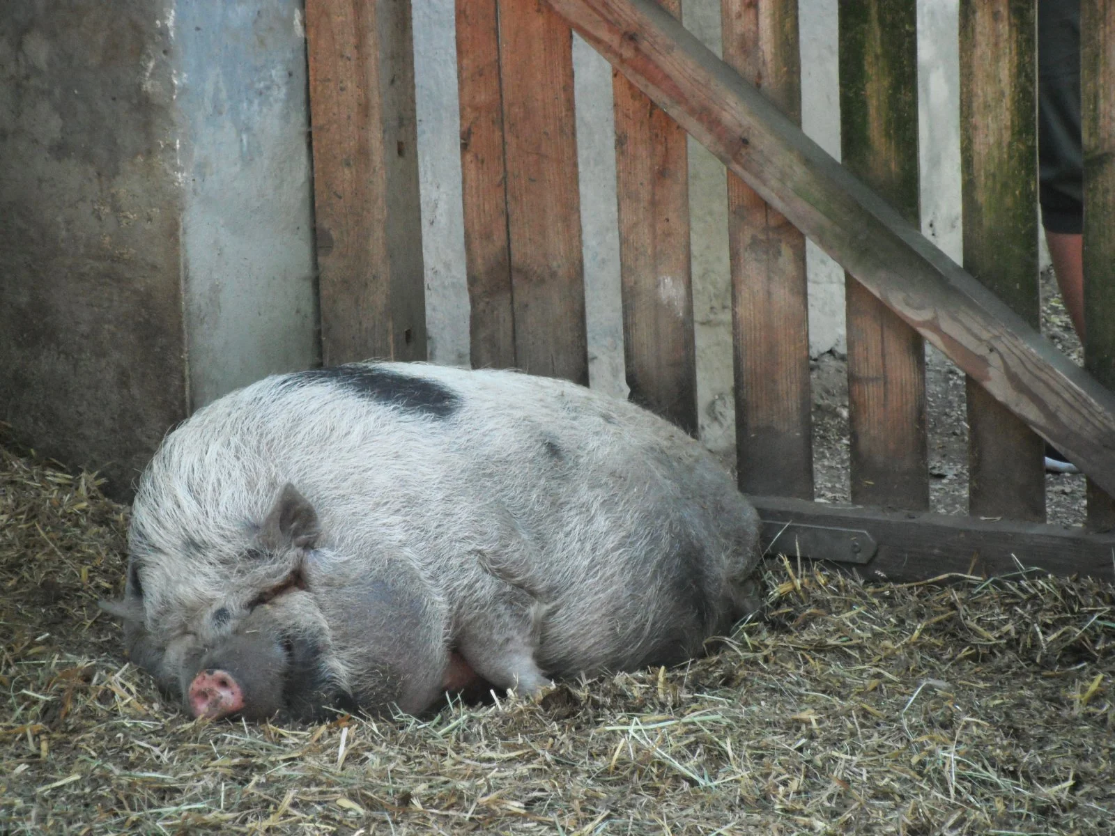 DSCF9725.JPG