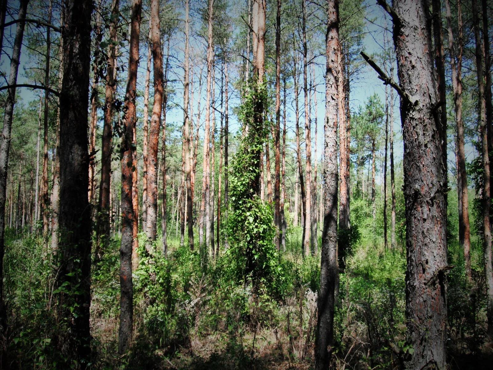 DSCF9982.JPG