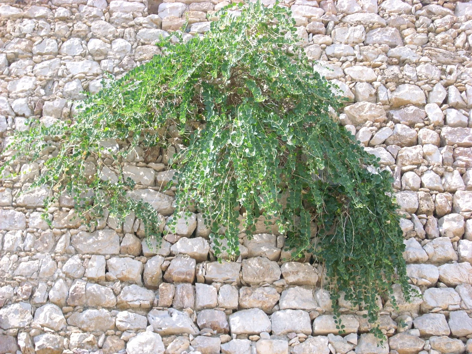 DSCI0035.JPG