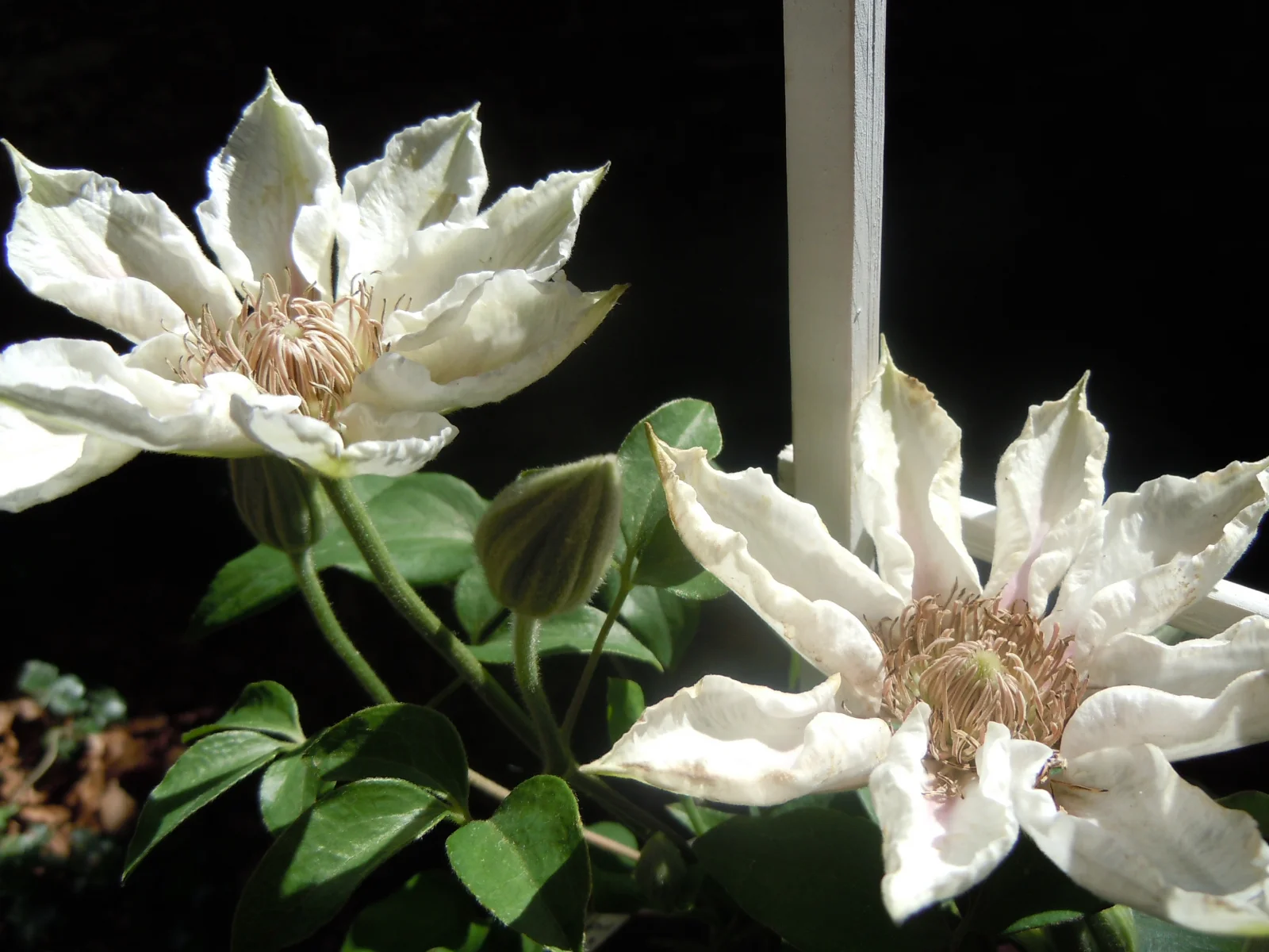 DSCN0006.webp