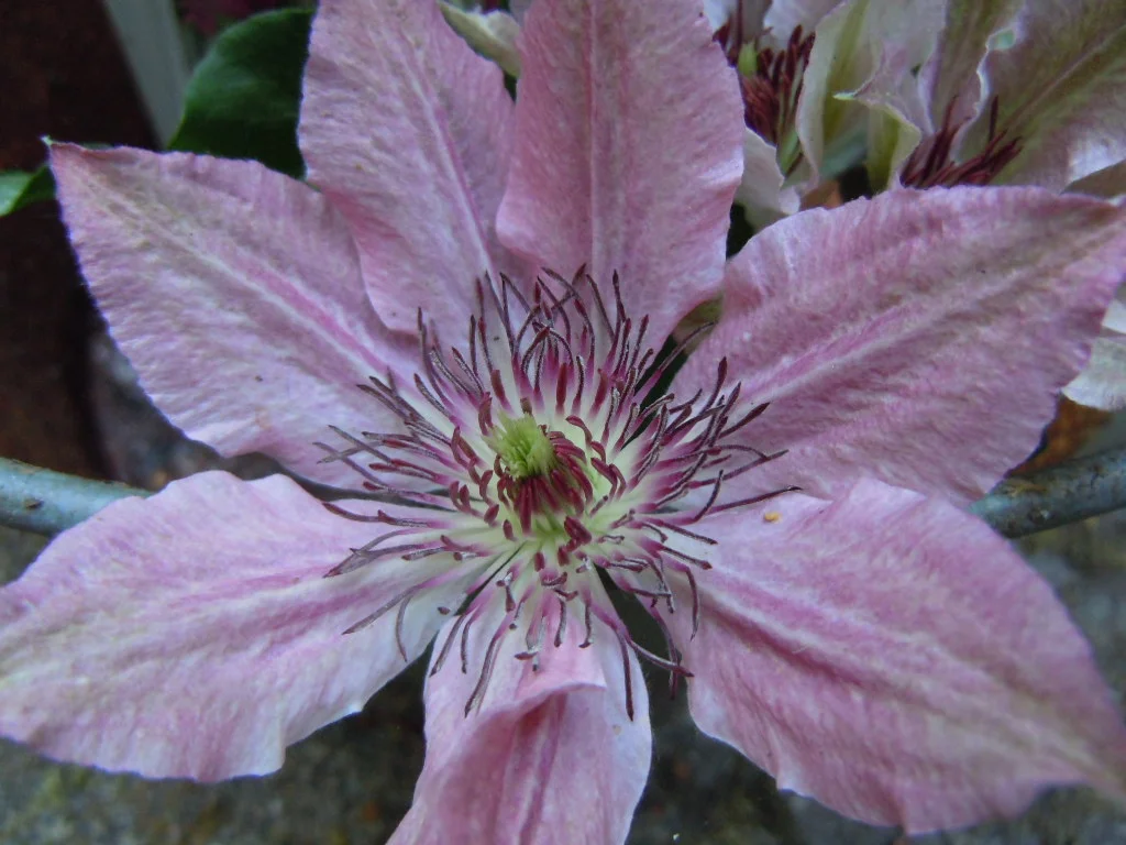 DSCN0007.webp