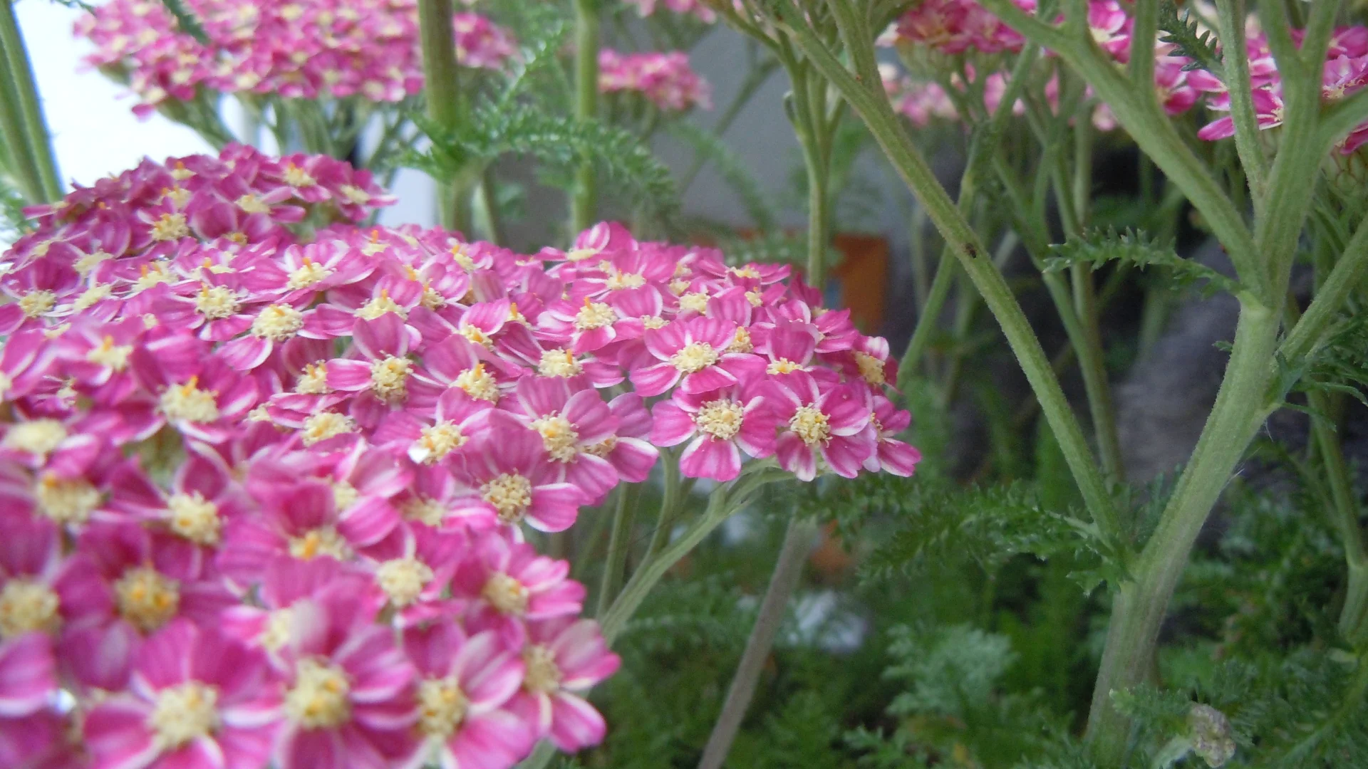 DSCN0020.webp