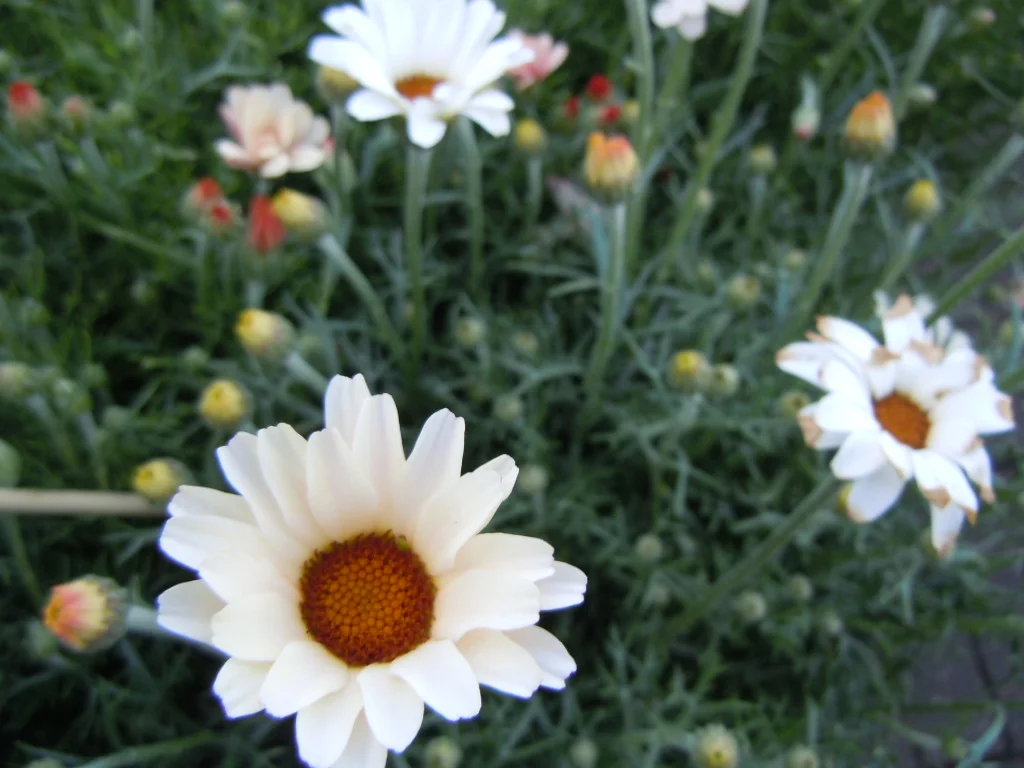 DSCN0024.webp