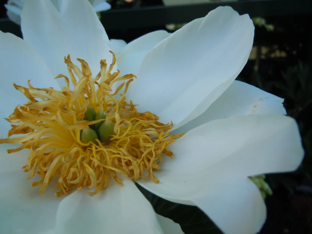 DSCN0032.webp