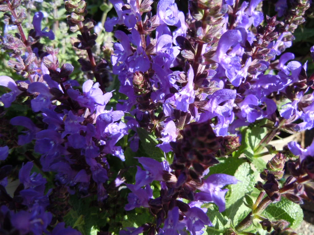 DSCN0037.webp