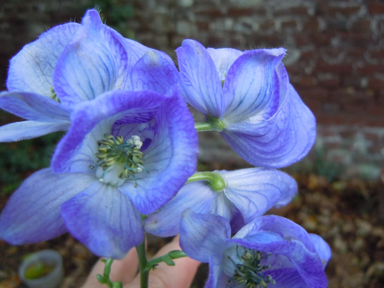 DSCN0049.webp