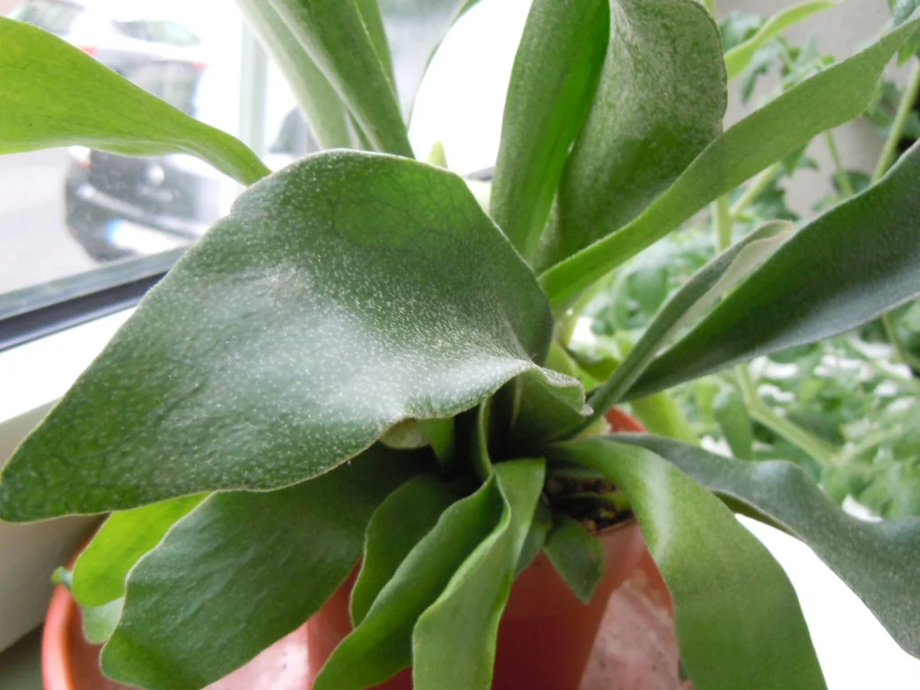 DSCN0076.webp