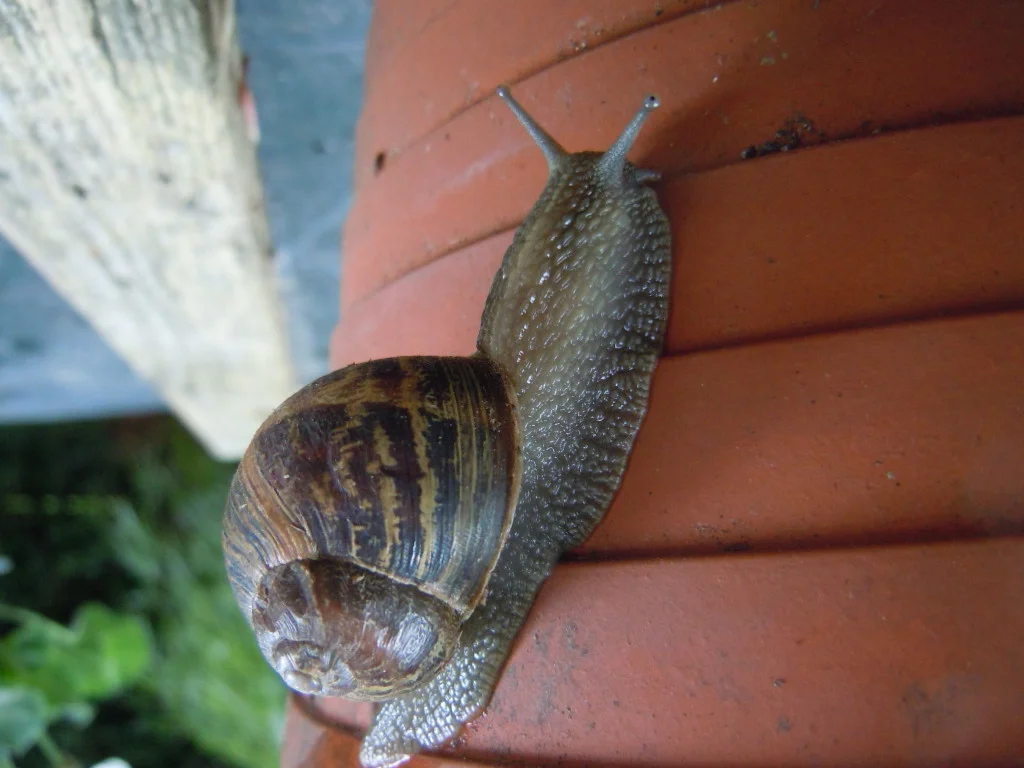 DSCN0108.webp