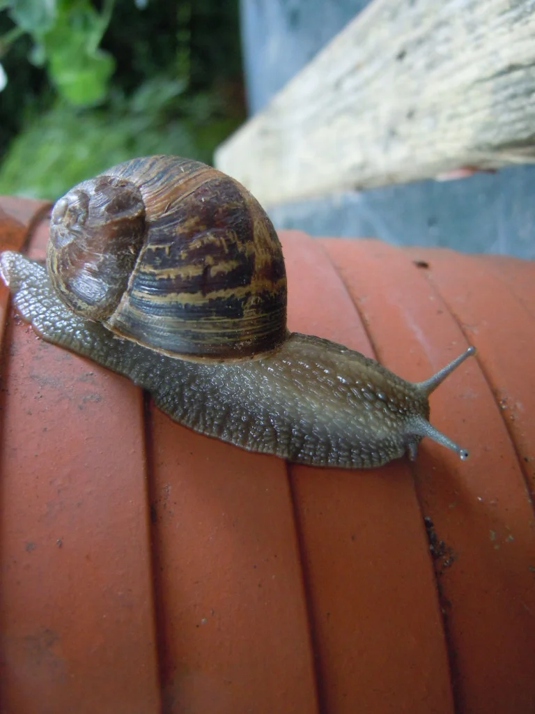 DSCN0108.webp