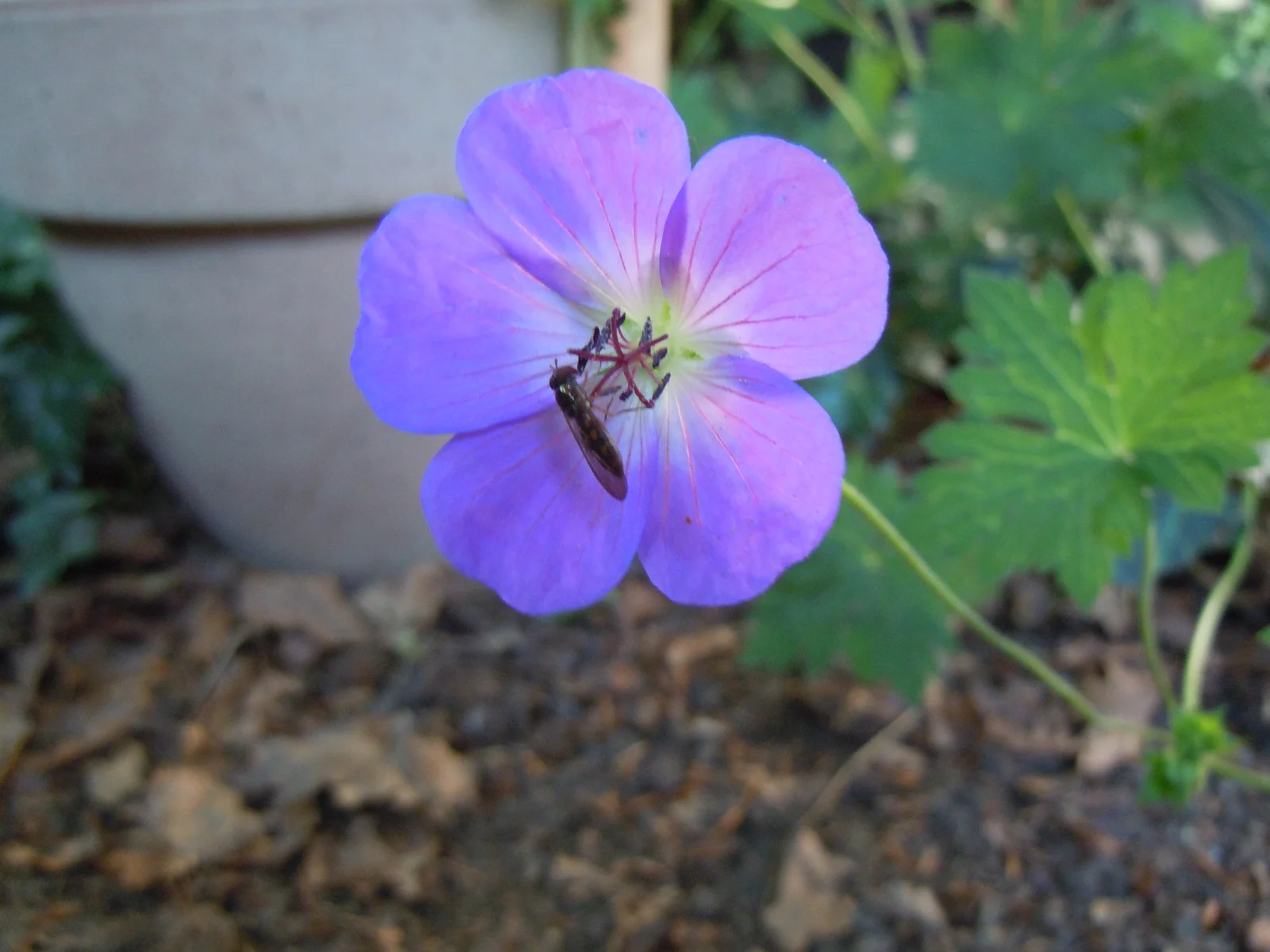 DSCN0138.webp