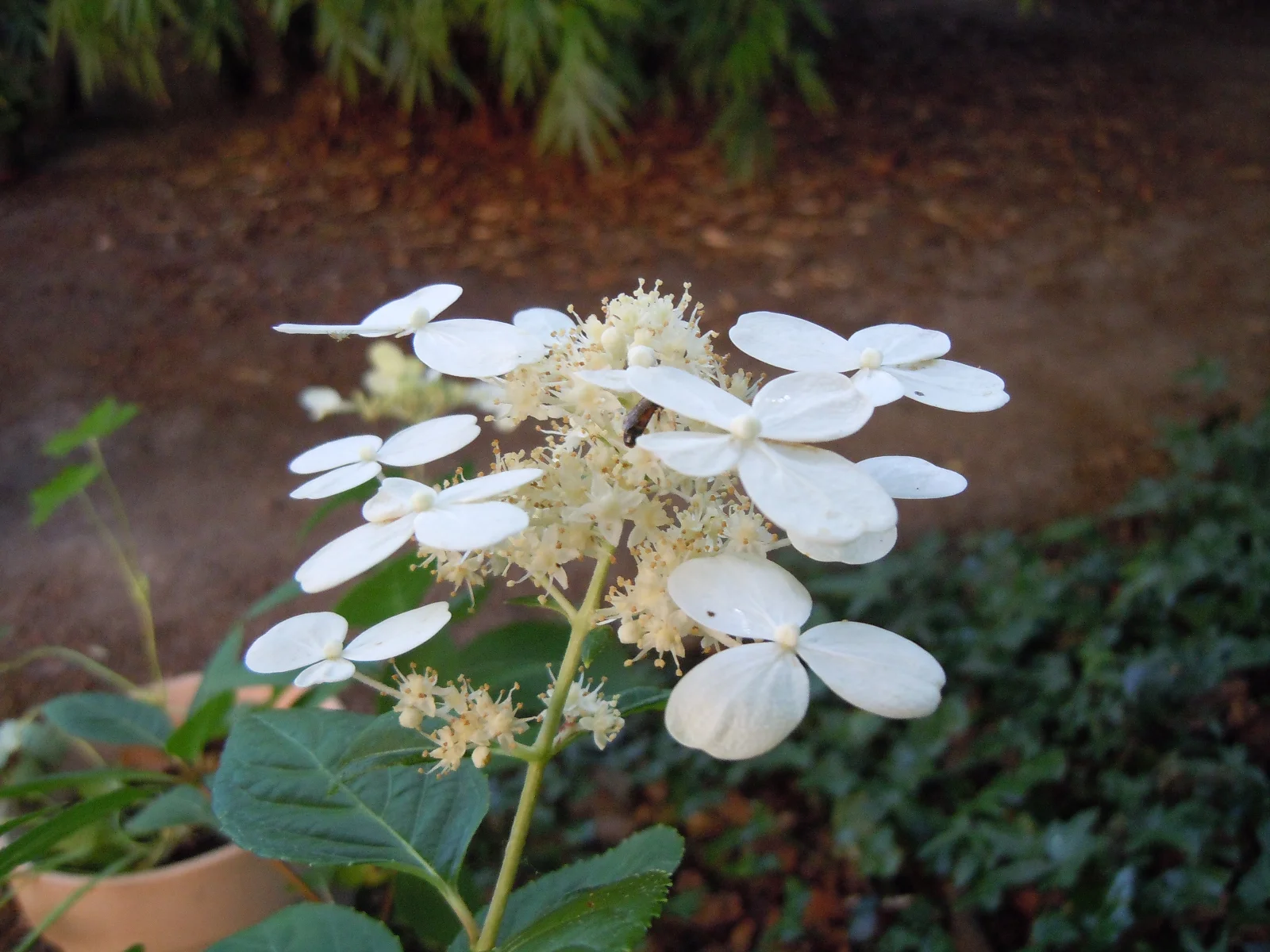 DSCN0159.webp