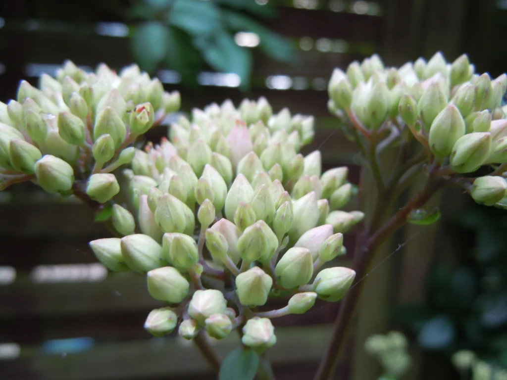 DSCN0557.webp