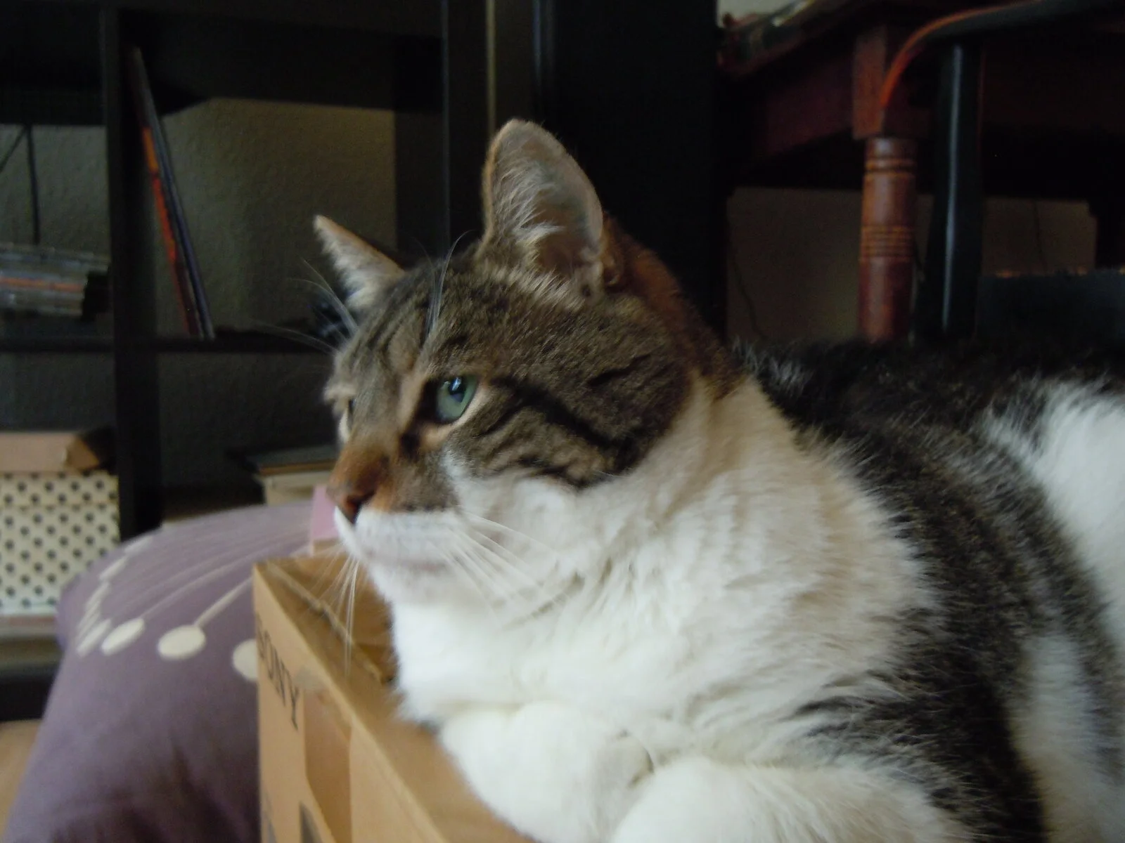 DSCN0652.JPG