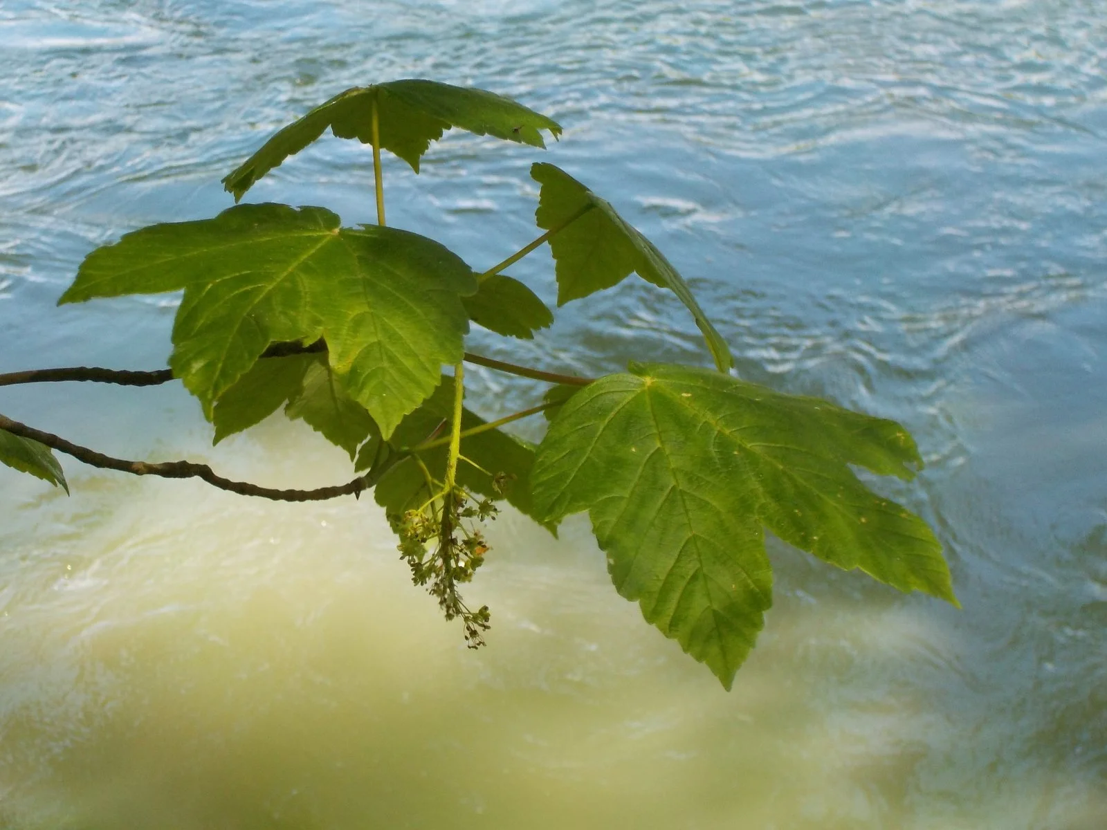 DSCN0700.JPG