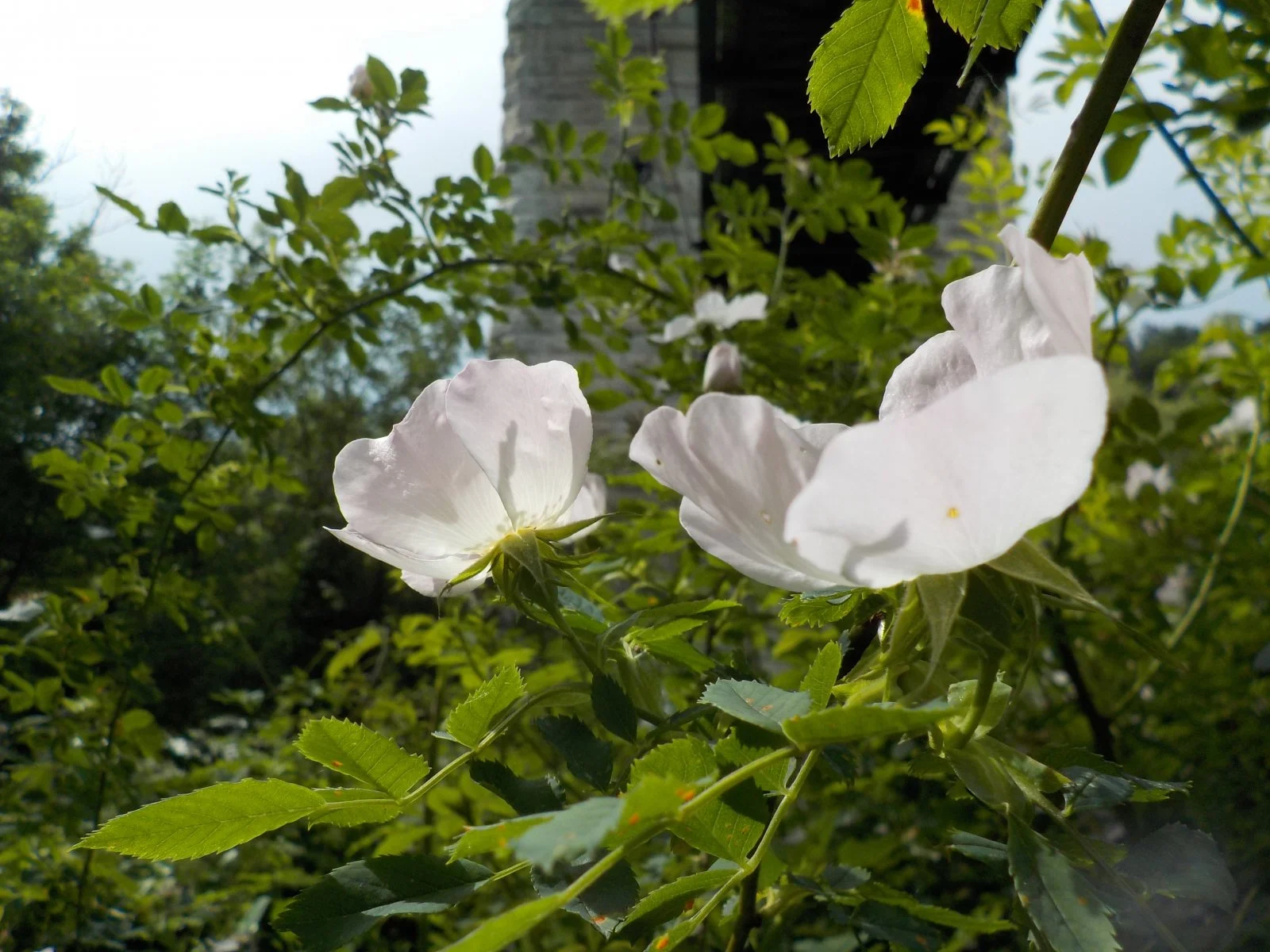 DSCN1077.JPG