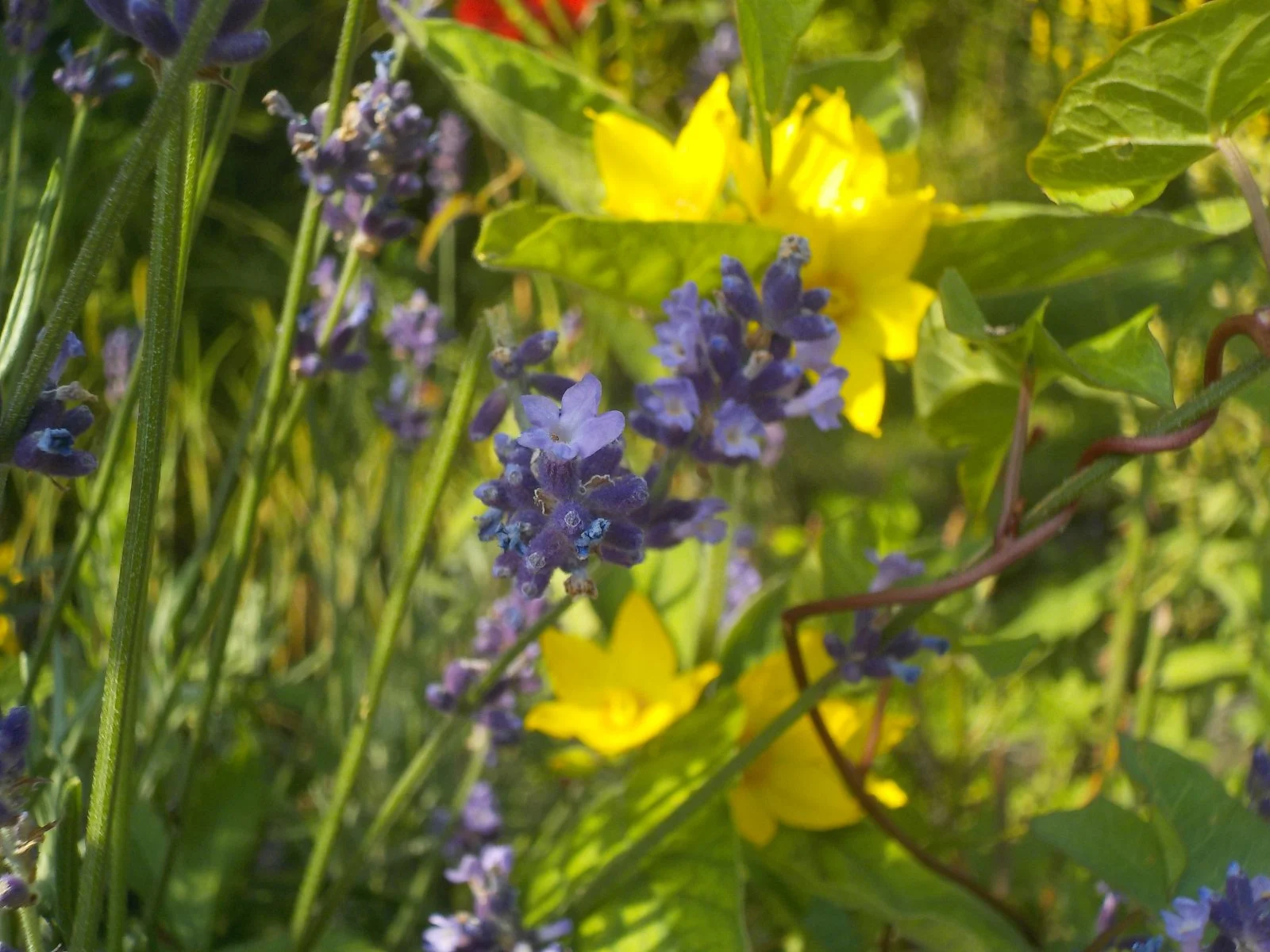 DSCN1492.JPG