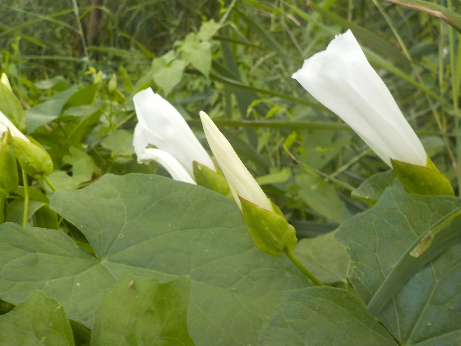 DSCN2070.JPG