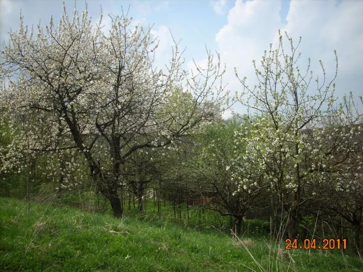 DSCN2360.jpg