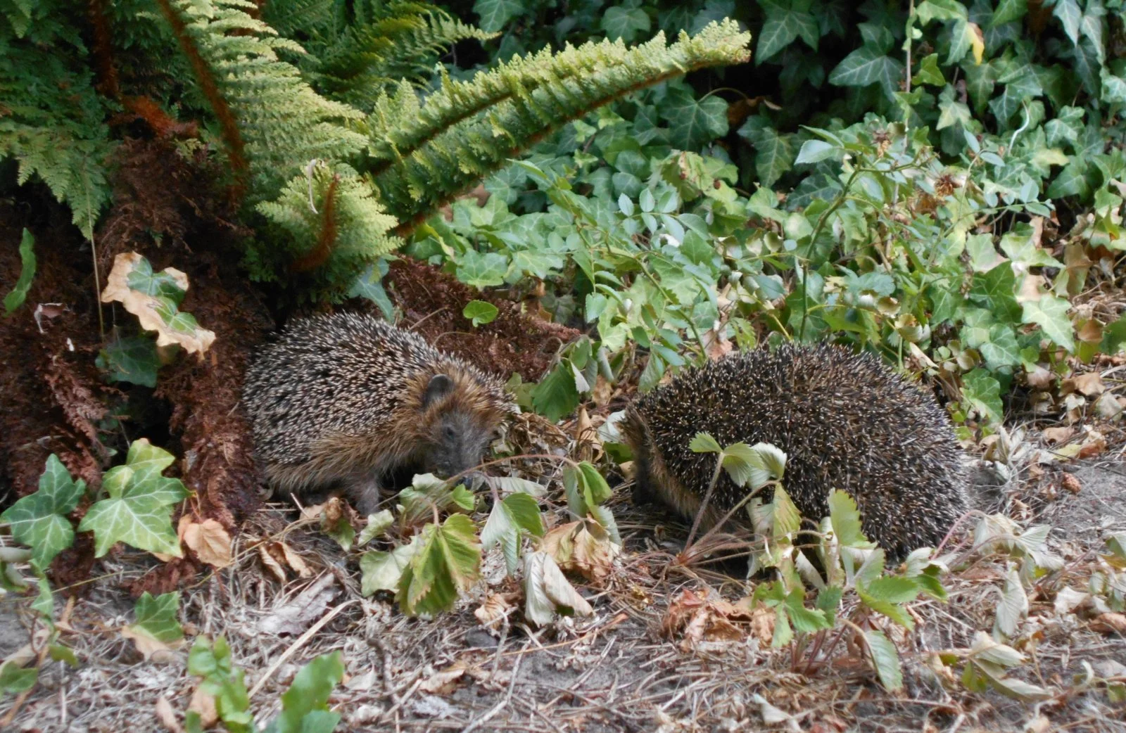 DSCN2372.JPG