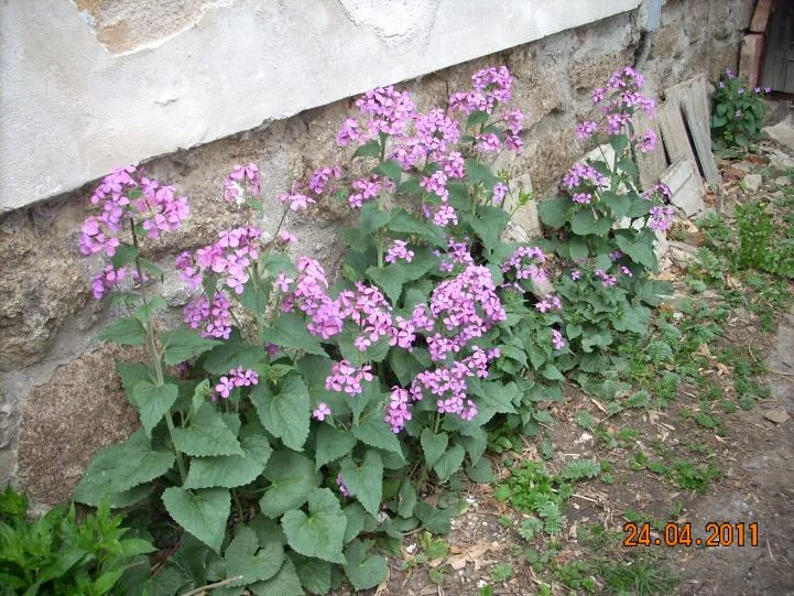 DSCN2398.jpg