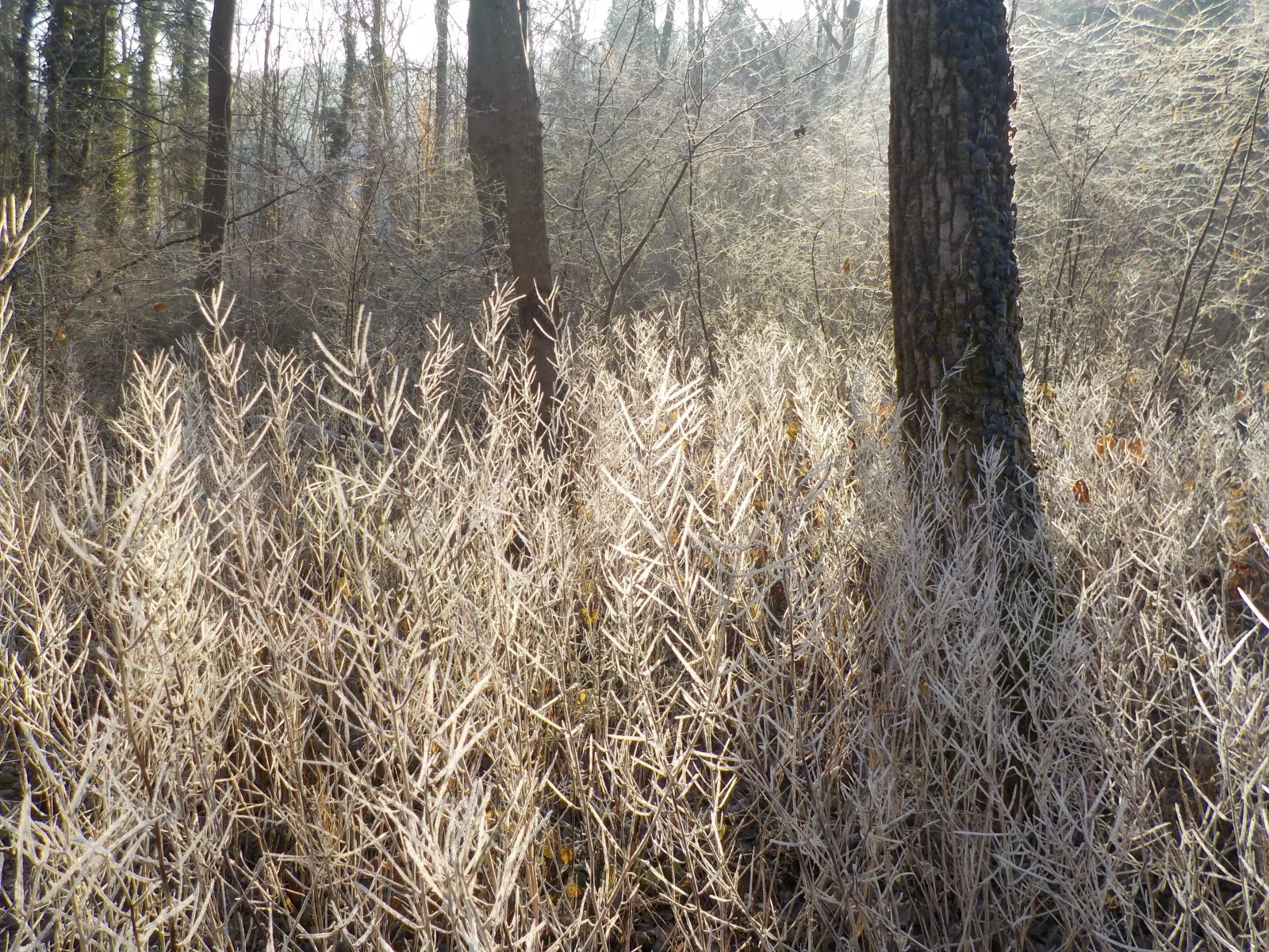 DSCN3163.JPG