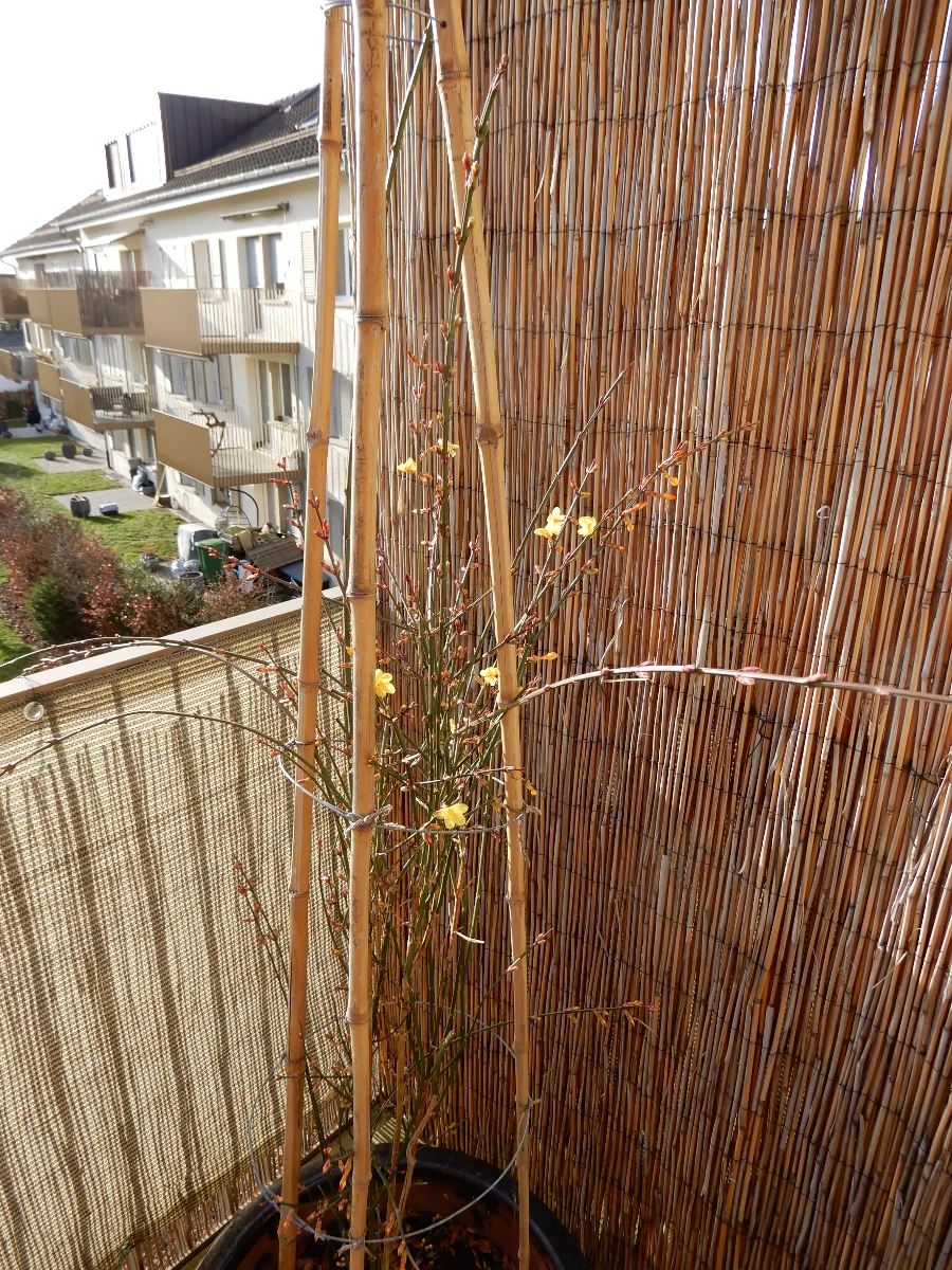 DSCN3673.webp
