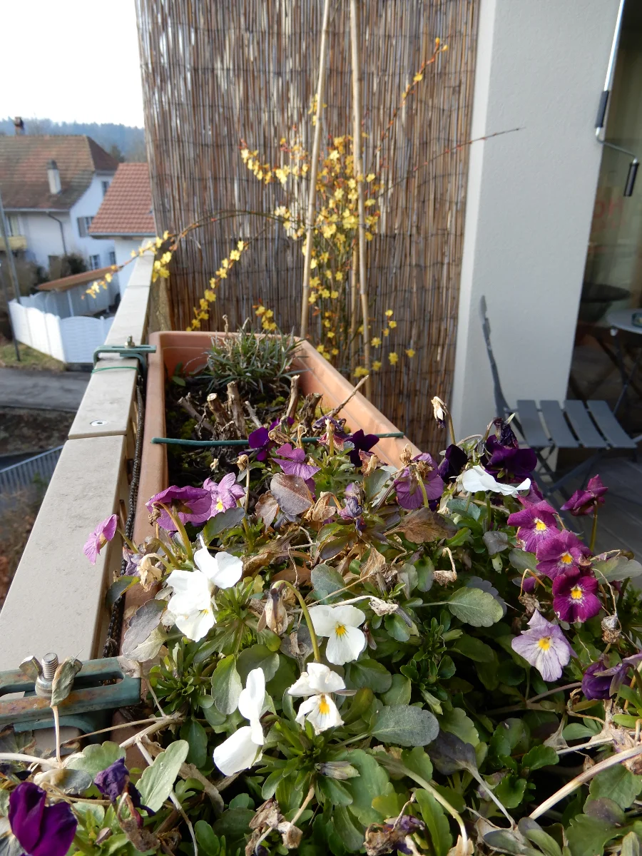 DSCN3687.webp