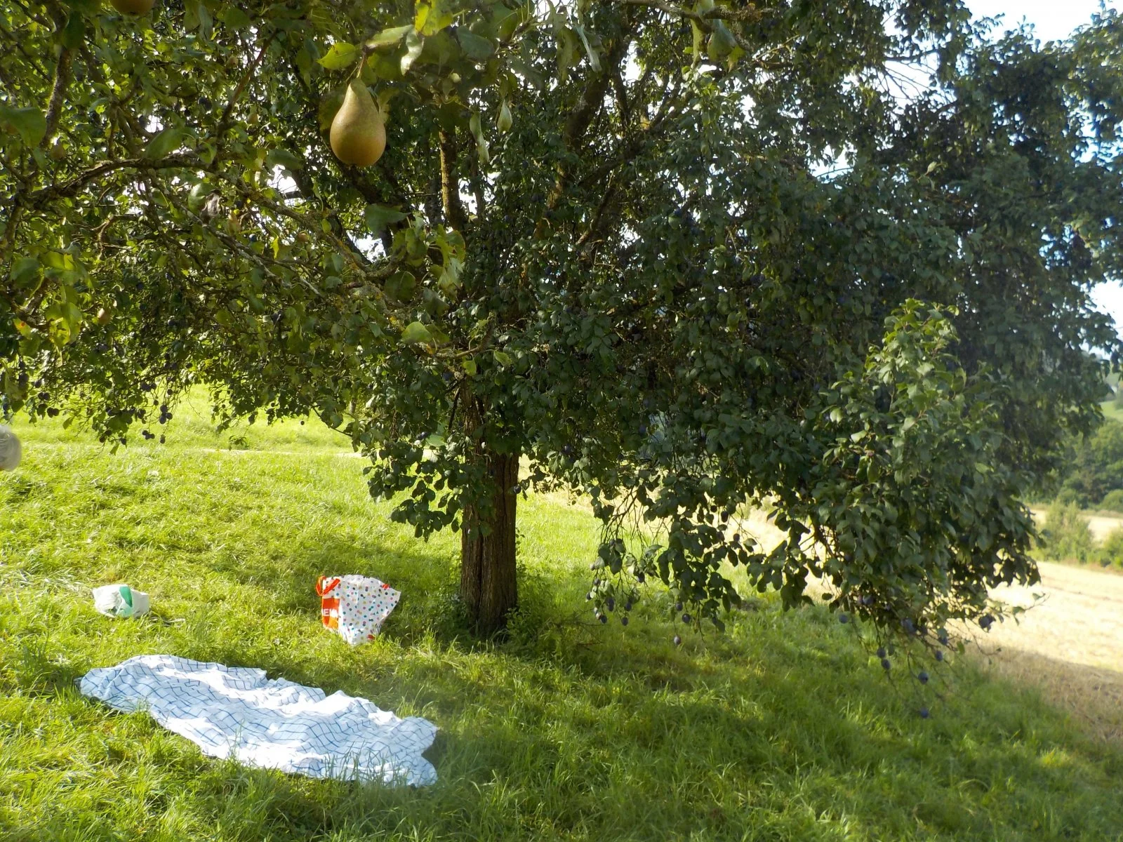 DSCN4652.jpg