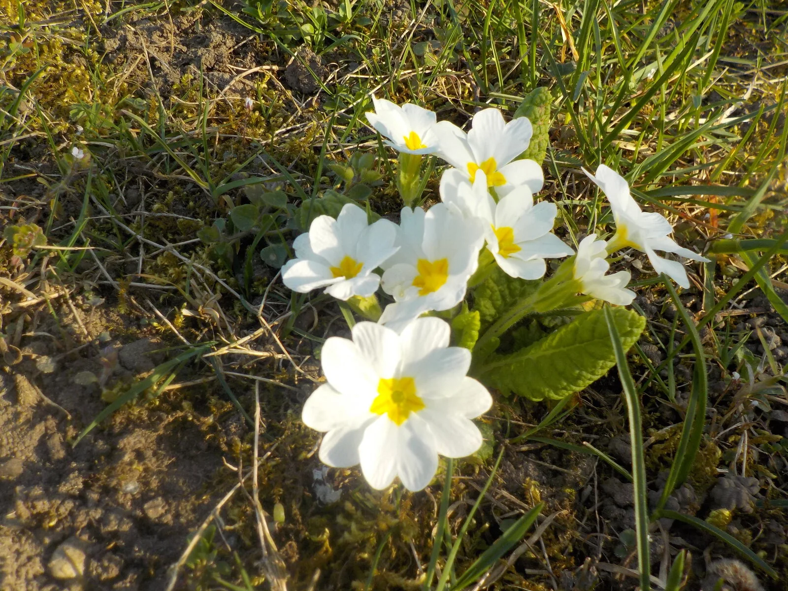 DSCN4989.JPG