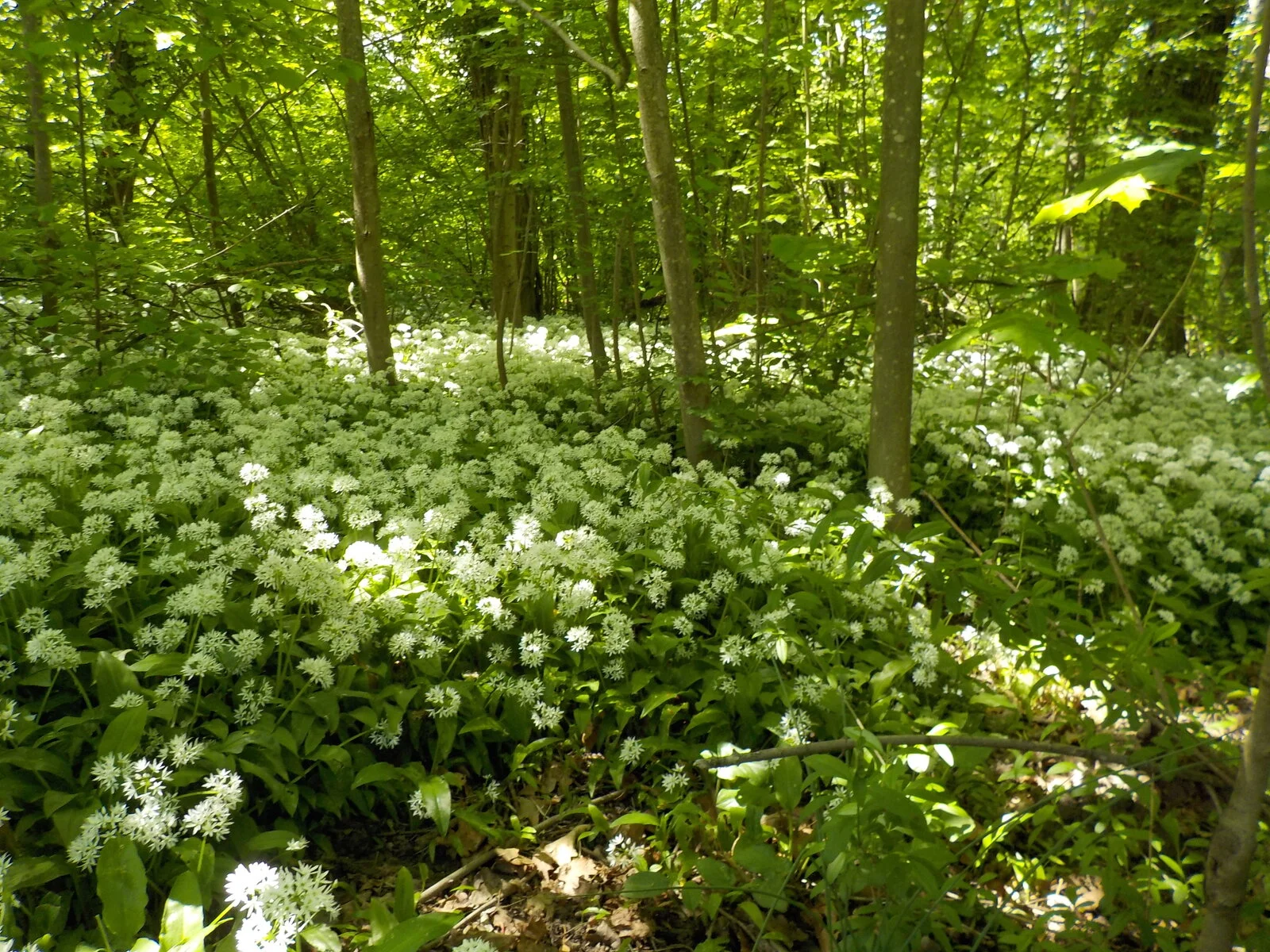 DSCN5127.JPG