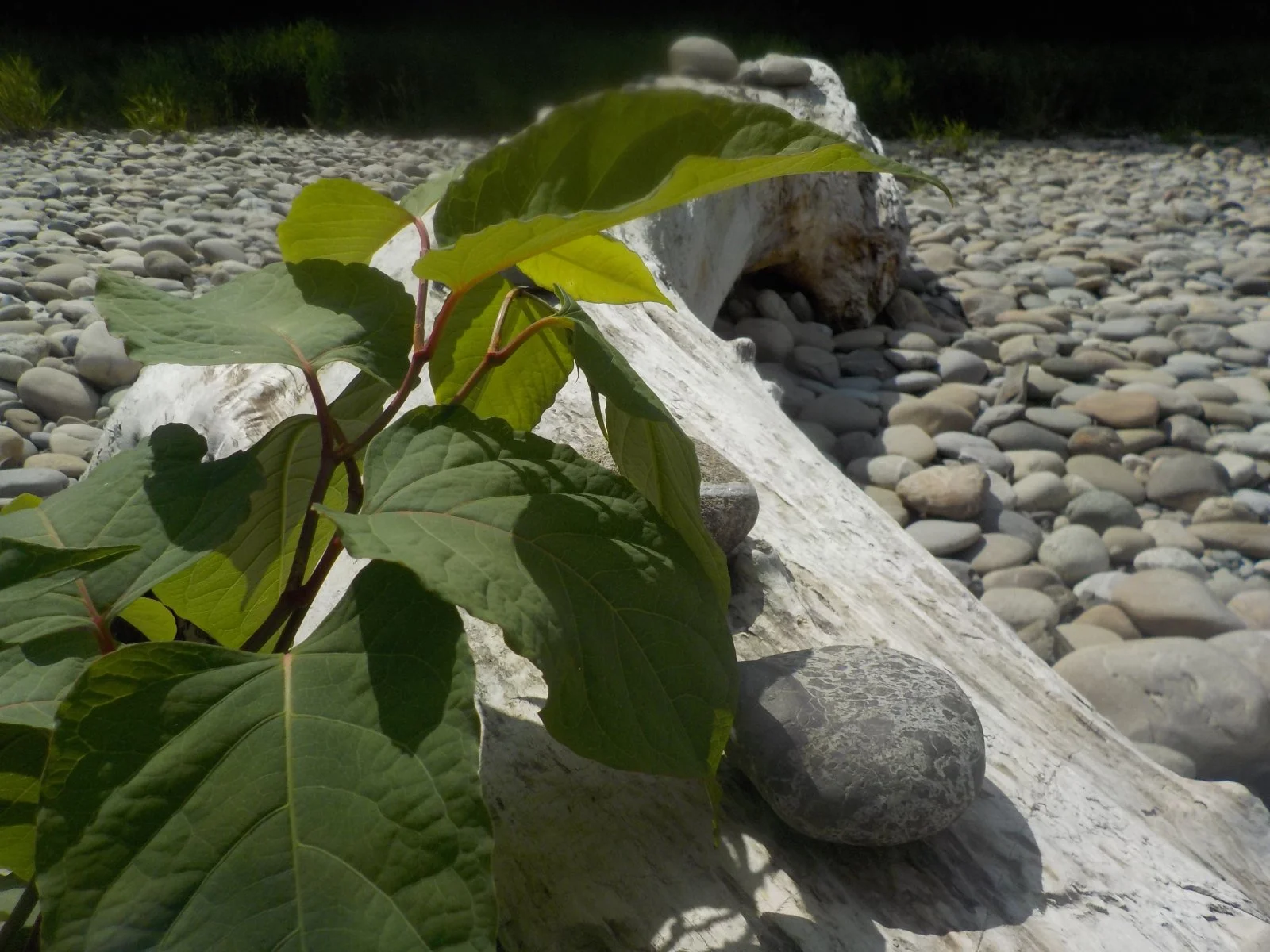 DSCN5186.JPG