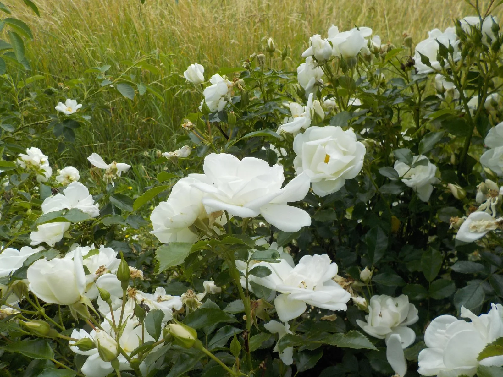 DSCN5207.JPG