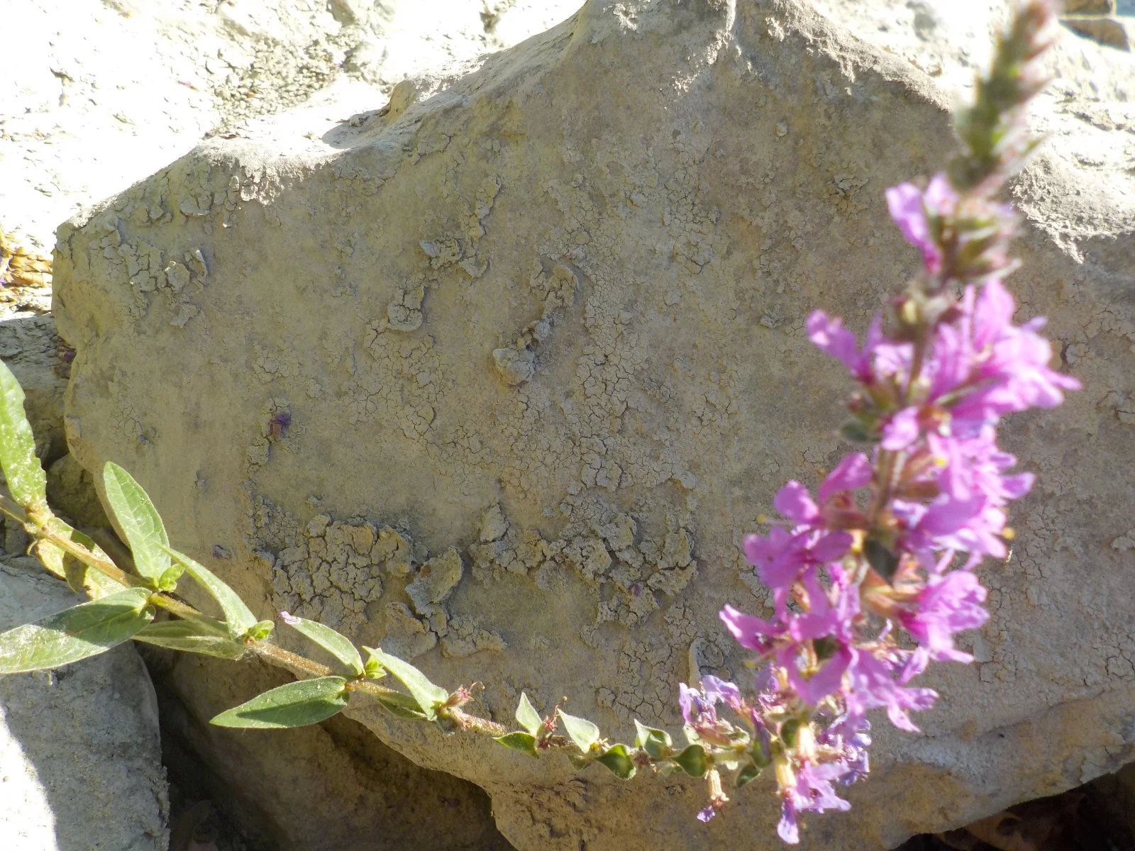 DSCN5399.JPG