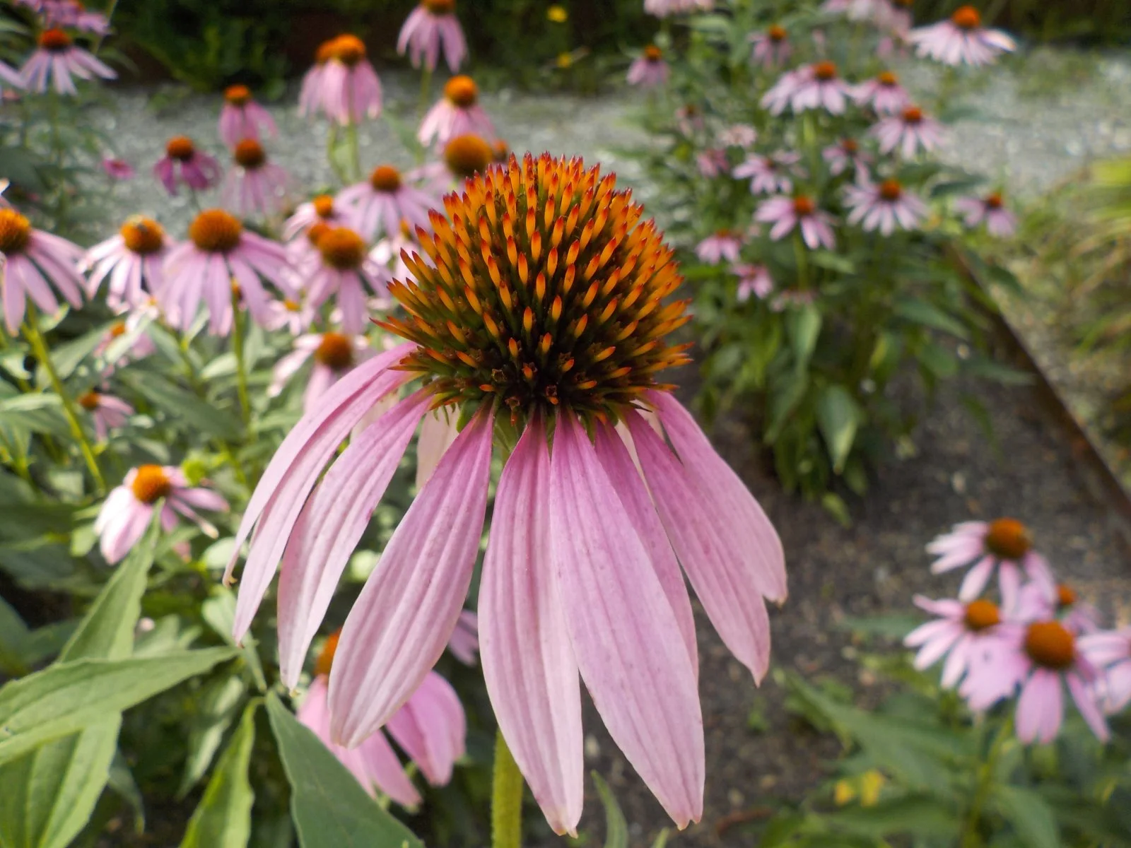 DSCN5892.JPG