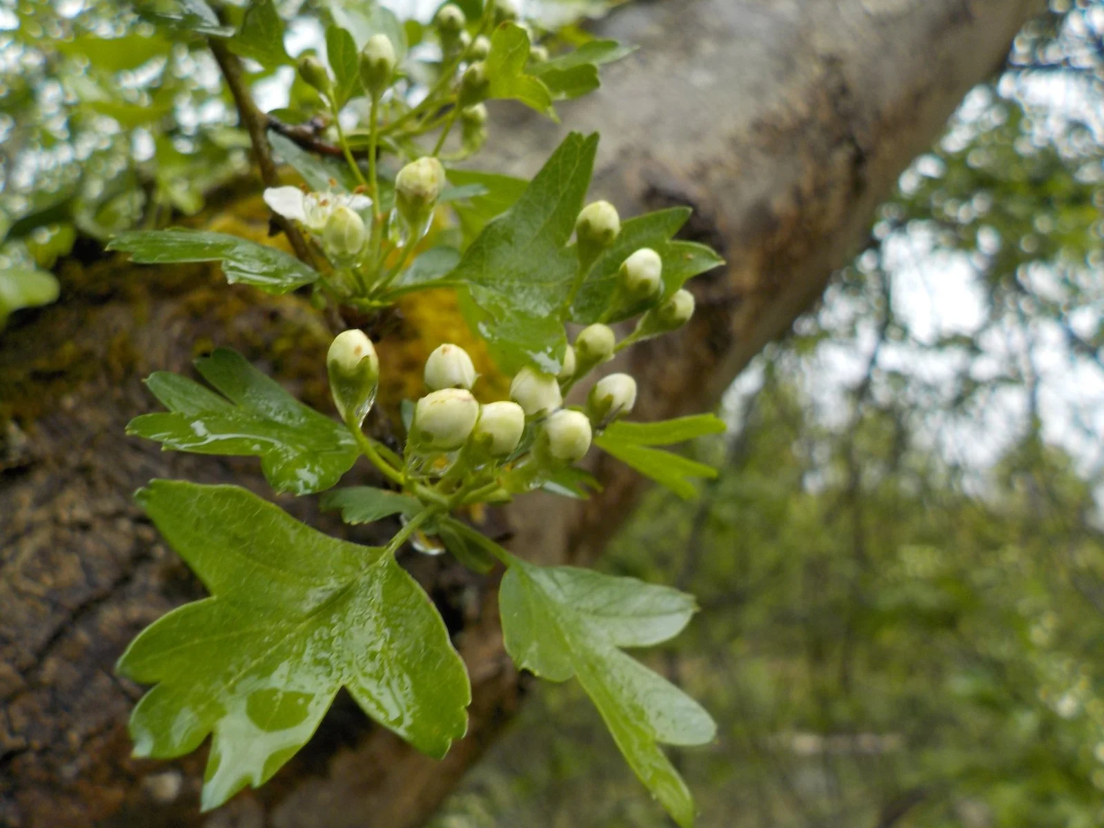 DSCN6220.JPG