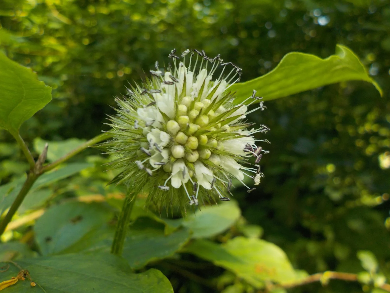 DSCN6322.JPG