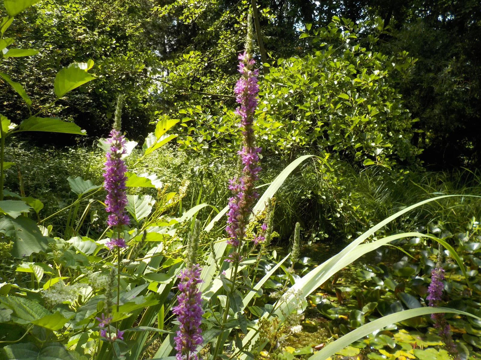 DSCN6357.webp