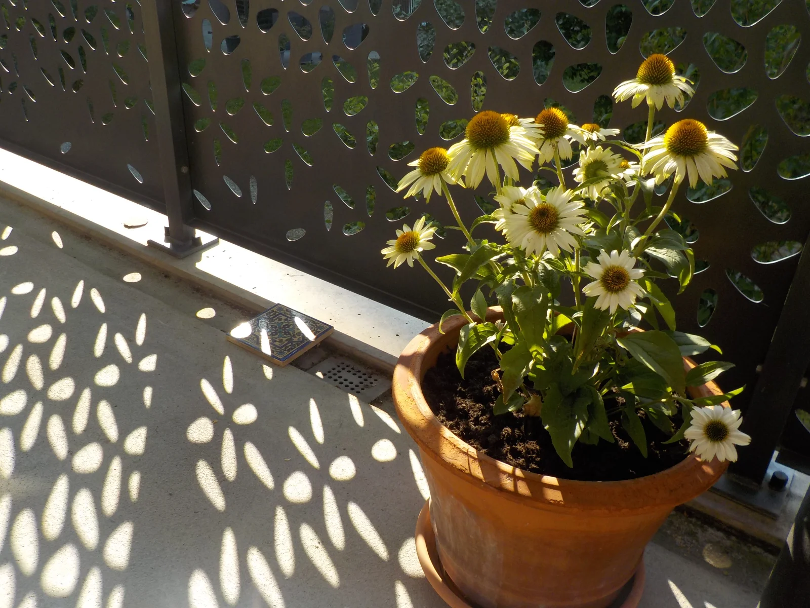 DSCN6373.webp