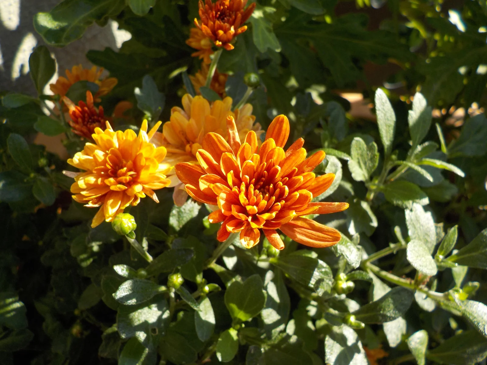 DSCN6375.webp