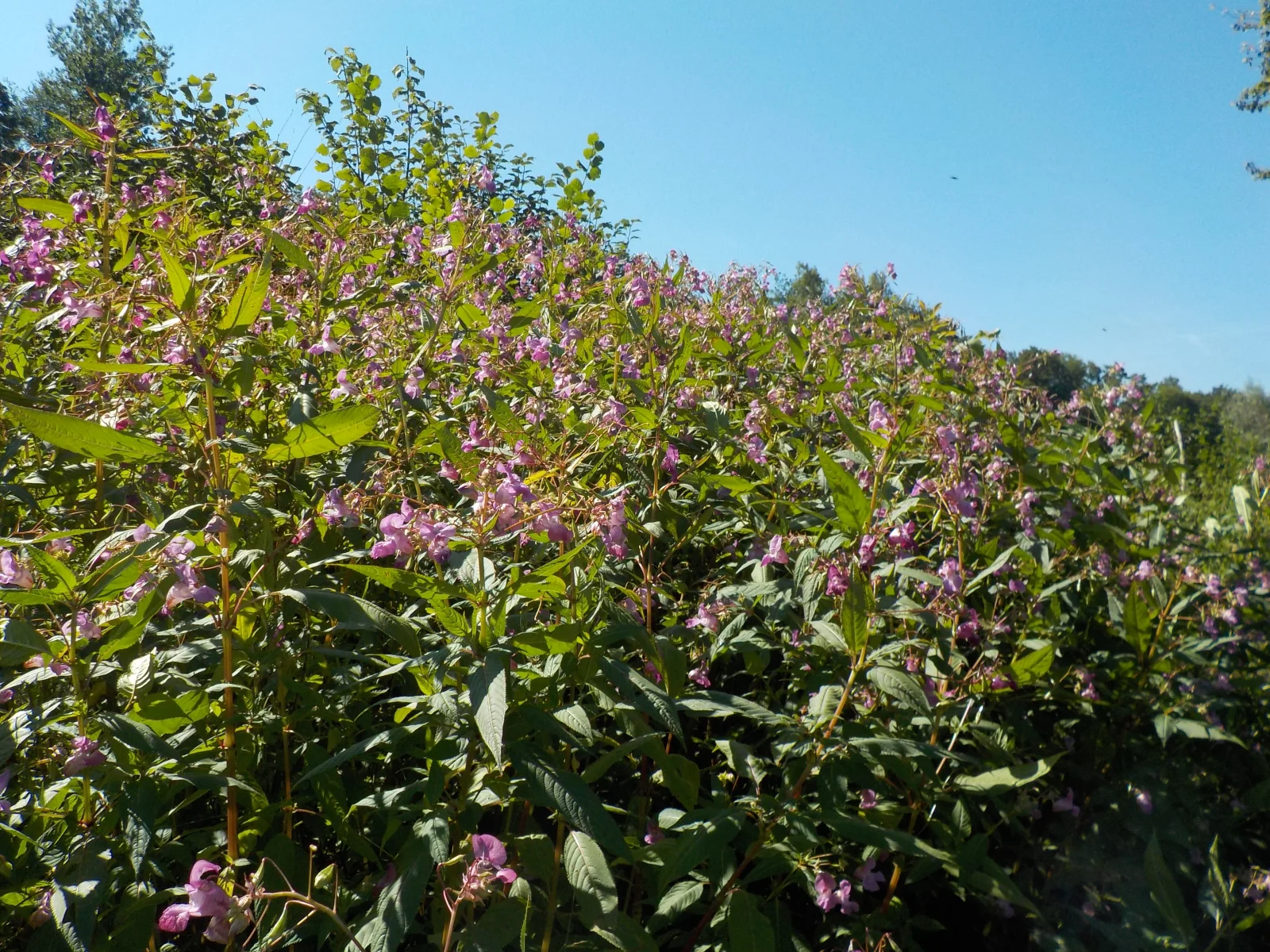 DSCN6391.webp